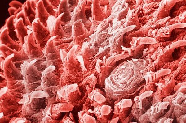 tong onder microscoop